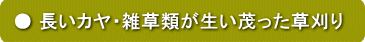 長いカヤ、雑草類が生い茂った場所
