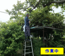 枝切り作業