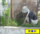家周りの草むしり