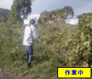 ツルを除去しながらの草刈り