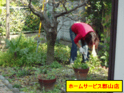 庭の草取り