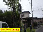 高所の枝を伐採