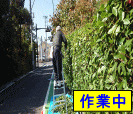 枝の剪定