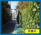 枝の剪定